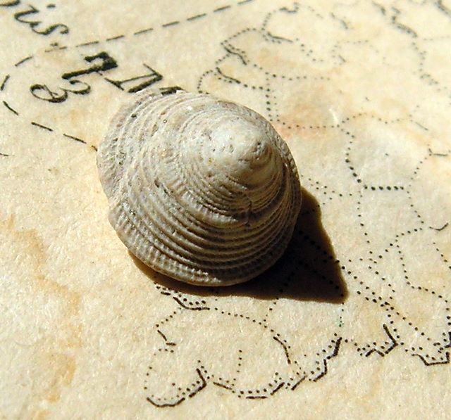 Calliostomatidae - † Calliostoma tauromiliare (Sacco, 1896) - Burdigalien (St Martin d'Oney 40) Calliostoma3