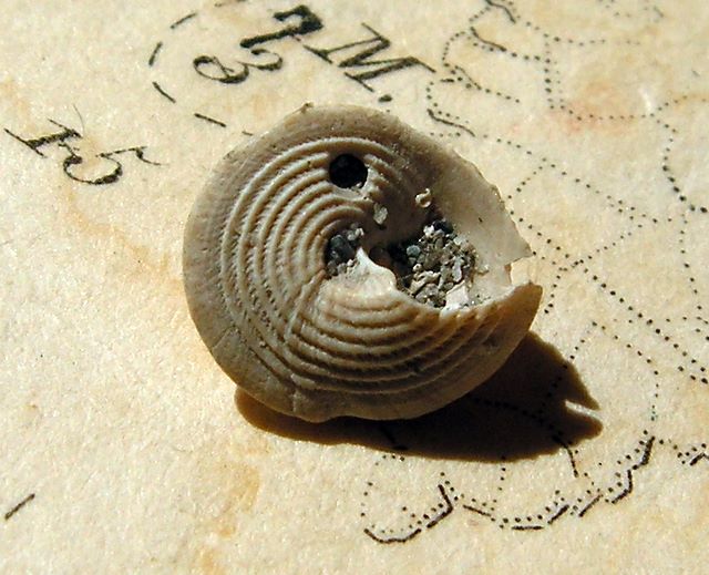 Calliostomatidae - † Calliostoma tauromiliare (Sacco, 1896) - Burdigalien (St Martin d'Oney 40) Calliostoma4