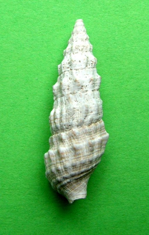 Cerithiidae - † Cerithium vulgatum (Bruguière, 1792) - de Tunisie  Cerivulgf13