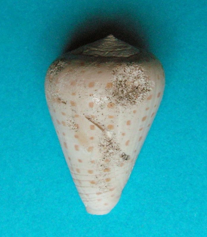 Conidae - † Conus maculosus (Grateloup, 1835) - (Sallespisse Sud-Ouest) C_macul31