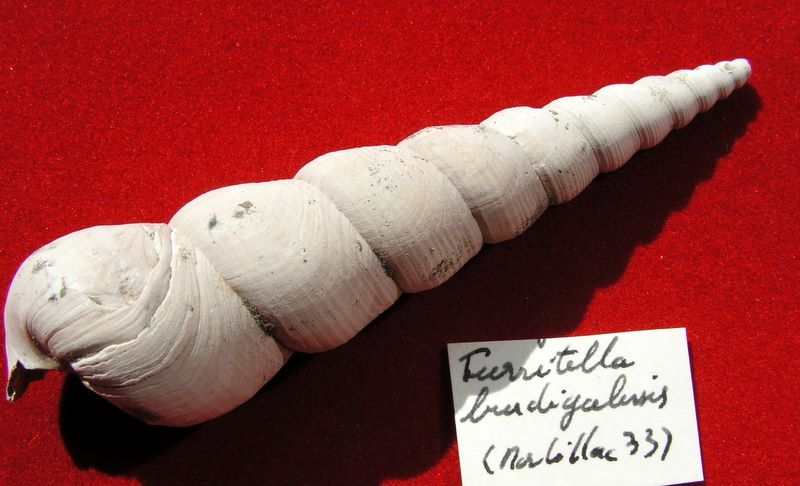 Turritellidae - † Turritella burdigalensis - (Martillac 33) Turrburd12