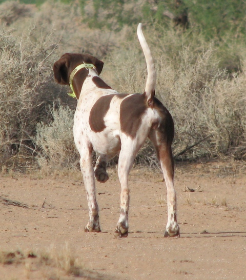 Anglu pointeriai SanTanCanyonEcho1