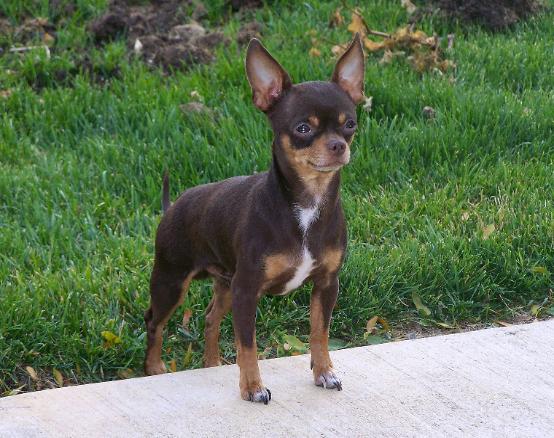 *Chihuahua* JW_sLittleKeeper-1-554x438