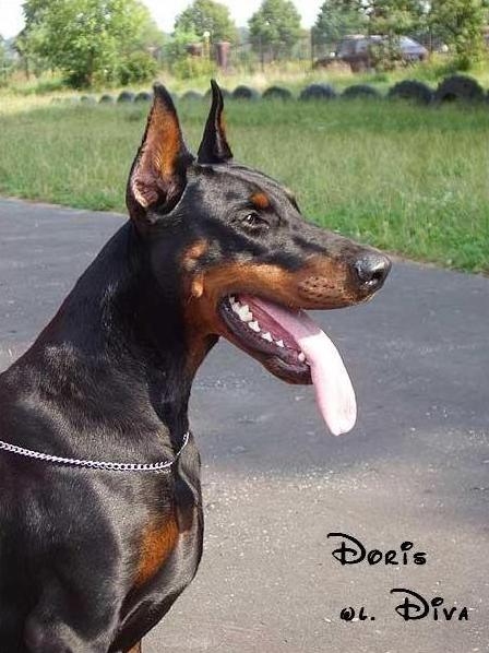 *Dobermanai* Doris10hn2