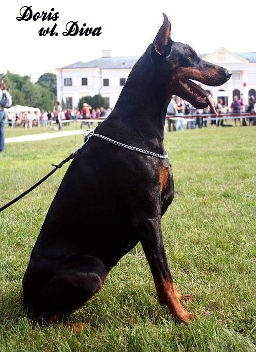 *Dobermanai* Doris11af4