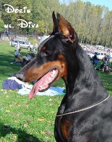 *Dobermanai* Doris1uh4