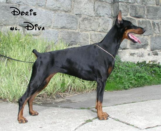 *Dobermanai* Doris2uv4