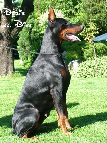 *Dobermanai* Doris4yd5