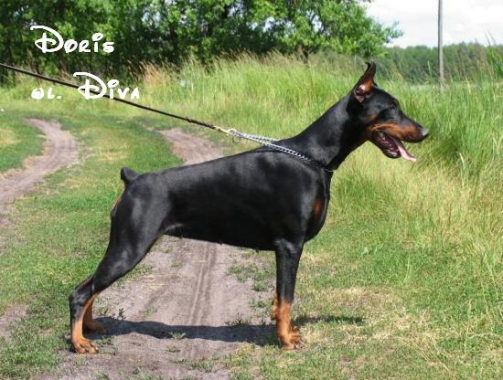 *Dobermanai* Doris6pr5