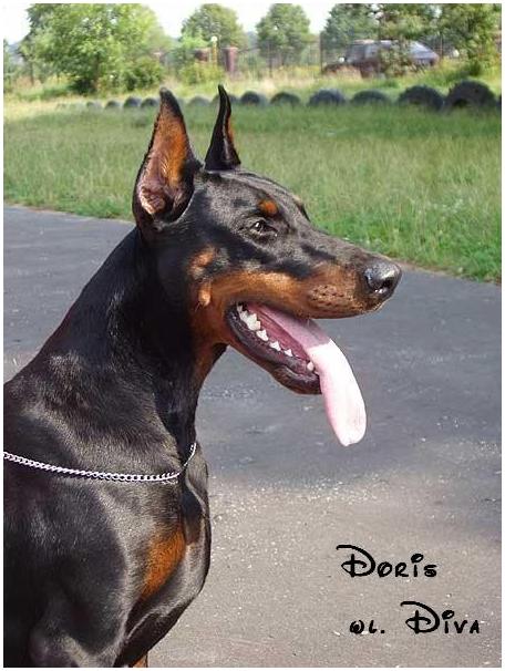 *Dobermanai* Doris7gv2