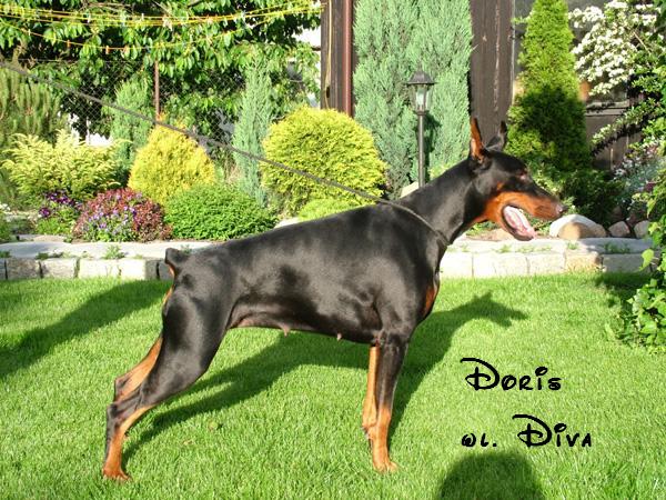 *Dobermanai* Doris9nz5