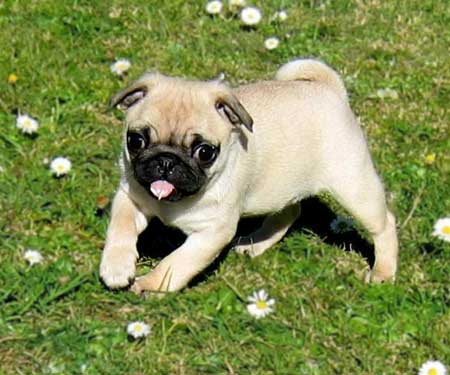 *~Mopsai~* Maggie_pug4