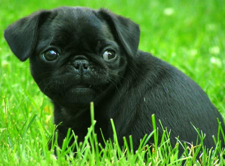 *~Mopsai~* Pepper_pug