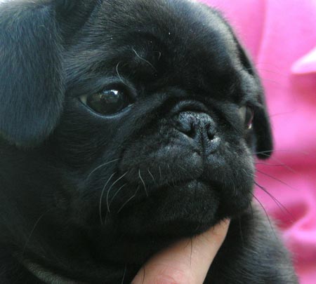 *~Mopsai~* Pepper_pug1