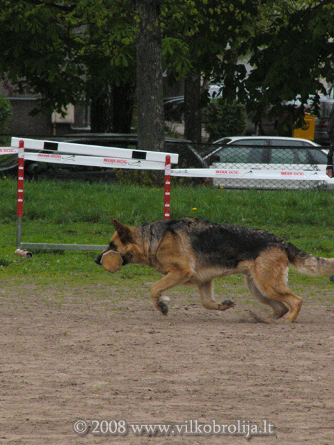 Vokiei aviganiai 10