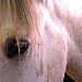 Lav for a horse darbelei. 173052273_4cdfcf50a2_s
