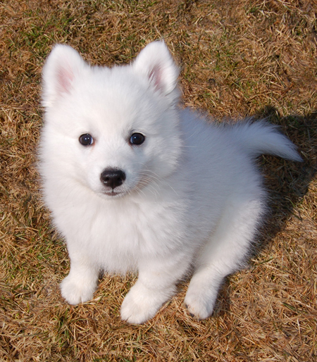 Gyvnija Wilson_Japanese_Spitz_02