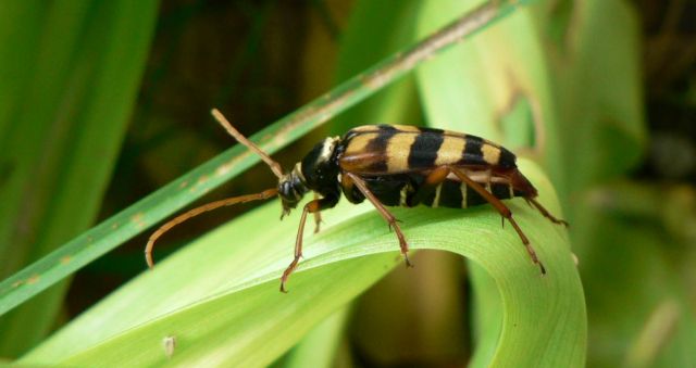 [Leptura aurulenta]c'est quoi ? [post déplacé] 11.35