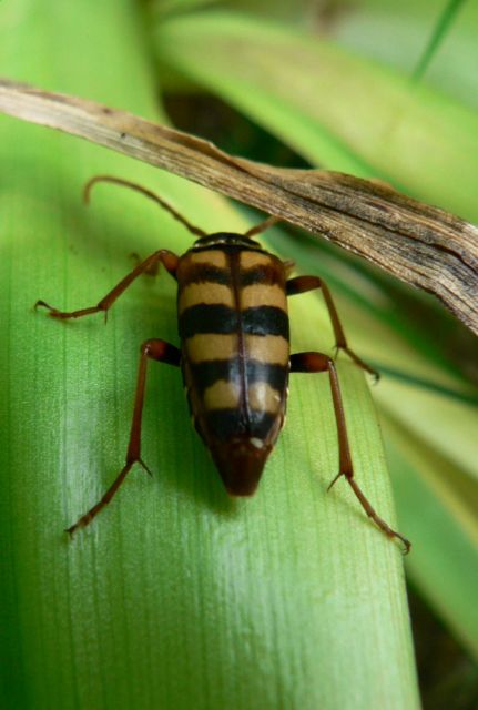 [Leptura aurulenta]c'est quoi ? [post déplacé] 11.36