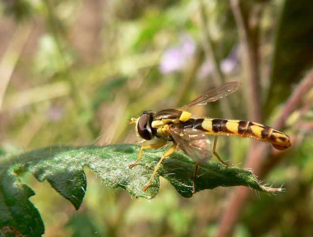 [Sphaerophoria scripta] Sphaerophoria scripta ? 27.53