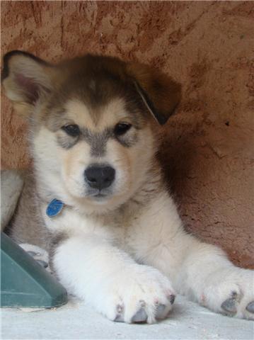 Mon nouveau malamute 29.120