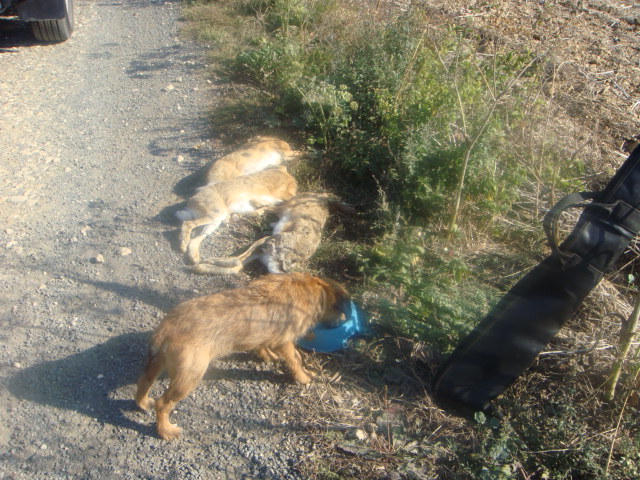 premières journées de chasse 08.12