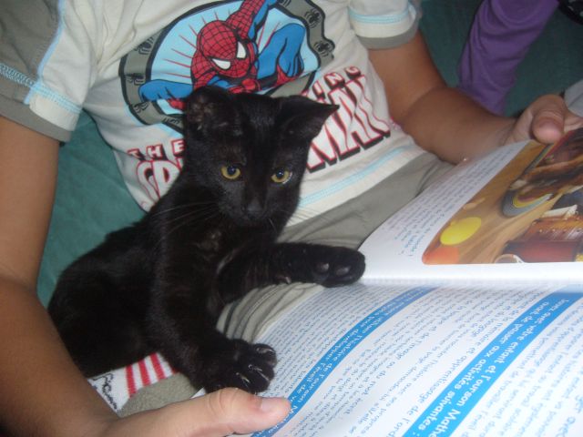 Cachou, chaton noir de 4 mois I/2 cherche famille (Pyrnes Atlantiques)- 64- ADOPTE 19.205