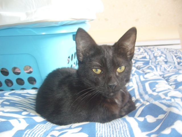 Cachou, chaton noir de 4 mois I/2 cherche famille (Pyrnes Atlantiques)- 64- ADOPTE 19.208