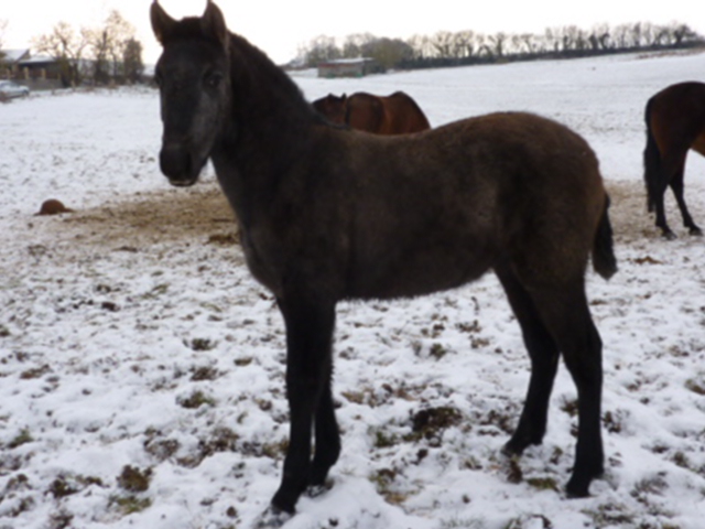 Retour de la neige en normandie !!! 12.76