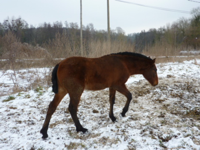 Retour de la neige en normandie !!! 12.77