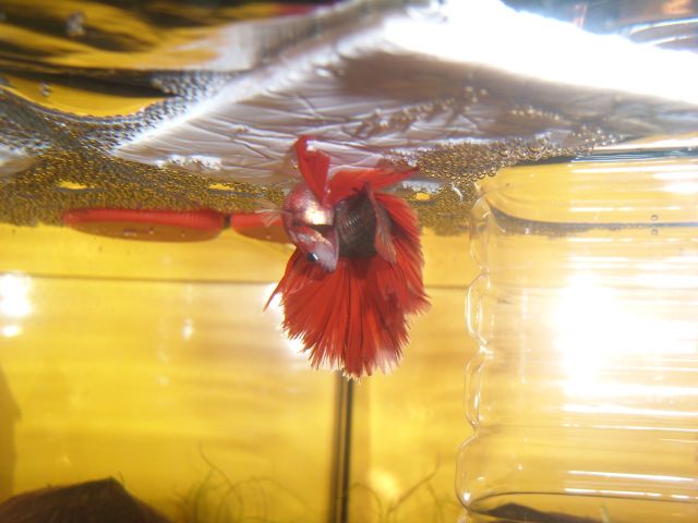 Repro betta-gloupsy 11.150