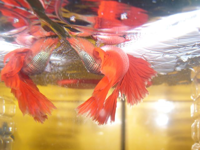 Repro betta-gloupsy 11.157