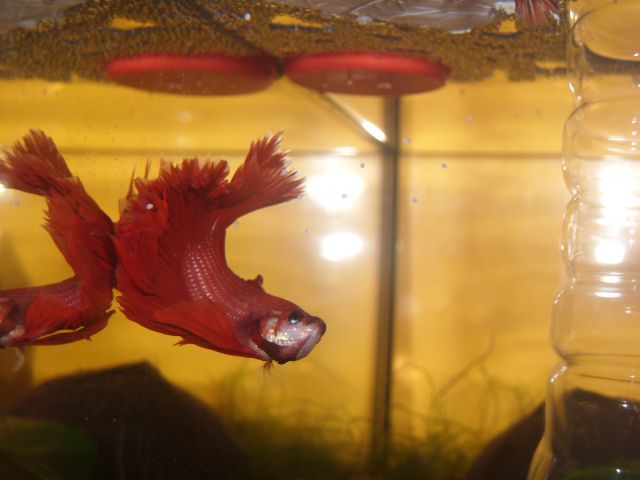 Repro betta-gloupsy 11.160