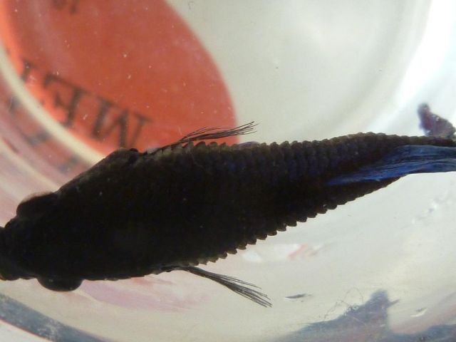 [Sujet clos = Betta mort.. :'( ] Betta pas bien du tout !  18.272