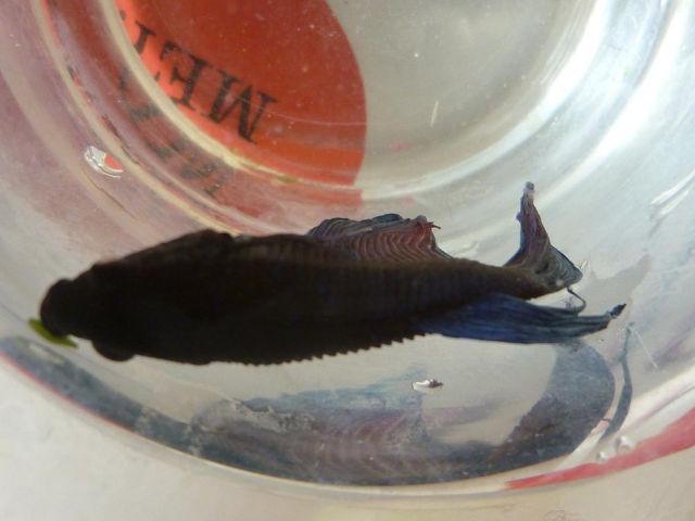 [Sujet clos = Betta mort.. :'( ] Betta pas bien du tout !  18.273