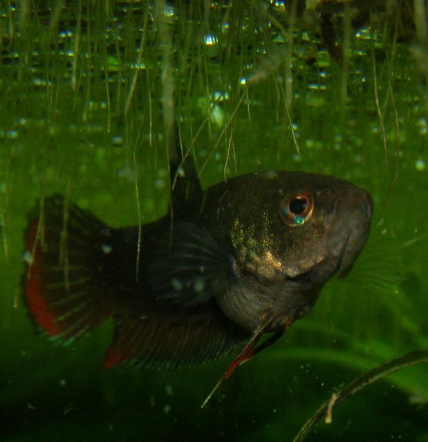 betta imbellis  acclim / parades /repro  05.57