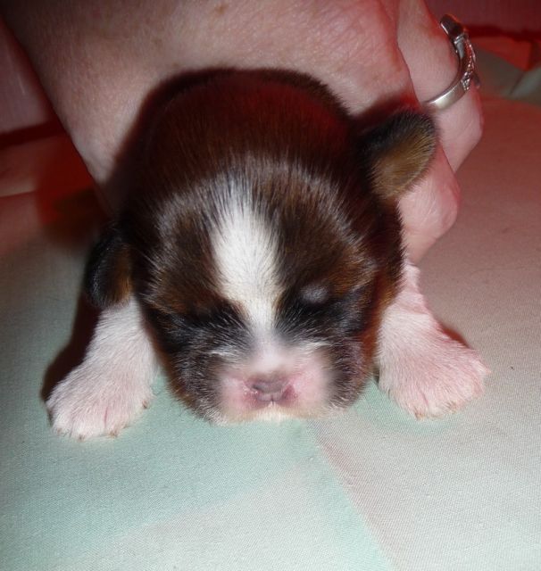 Chiots Shih Tzu LOF De DaïKyoRi Saÿ 21.168