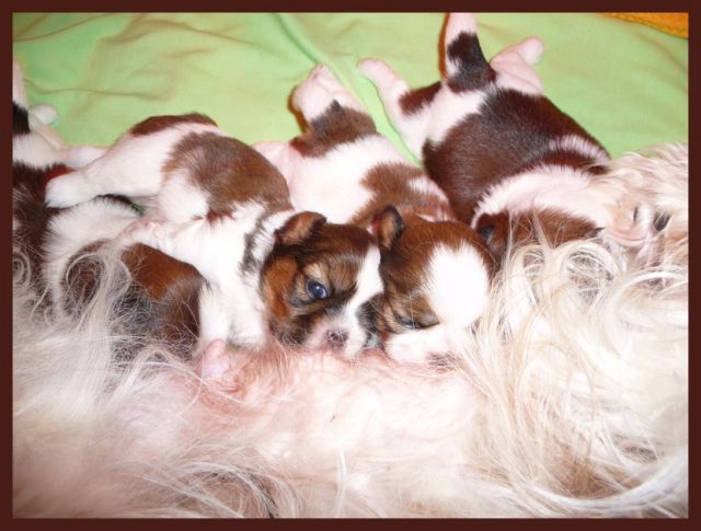 CHIOTS - Chiots Shih Tzu LOF De DaïKyoRi Saÿ - Page 2 26.337