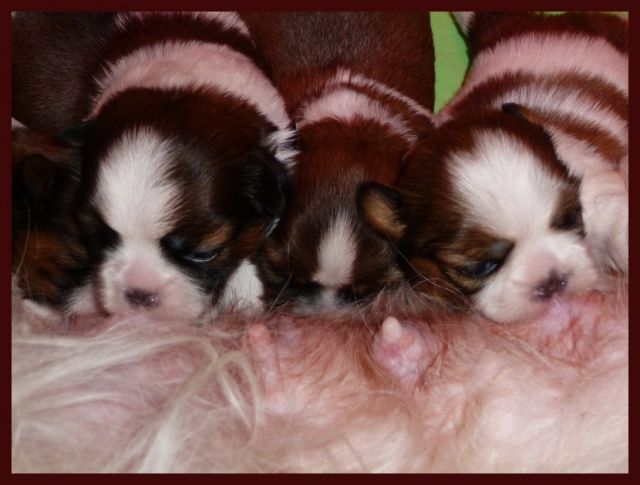 CHIOTS - Chiots Shih Tzu LOF De DaïKyoRi Saÿ - Page 2 26.338