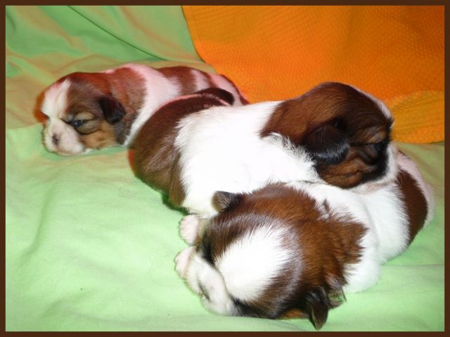 CHIOTS - Chiots Shih Tzu LOF De DaïKyoRi Saÿ - Page 2 27.109