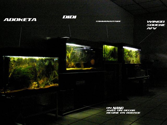 derwins...."ma fishroom" 15.268