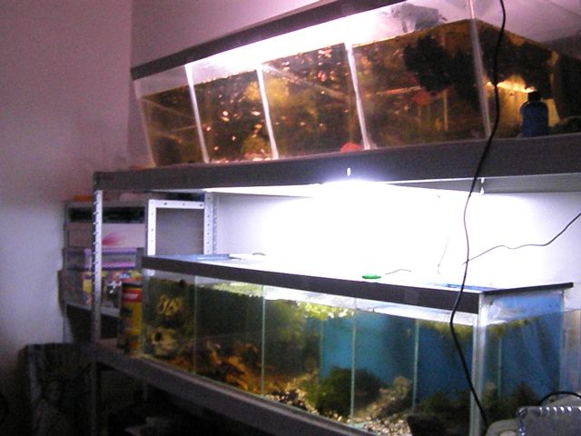 fishroom (fishappart) Derwins 15.277