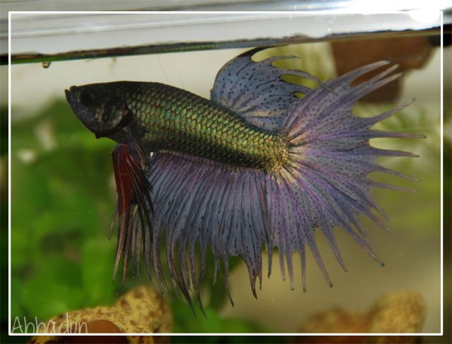 † Abbadon, le betta métalleux (Crowntail Copper) 20.485