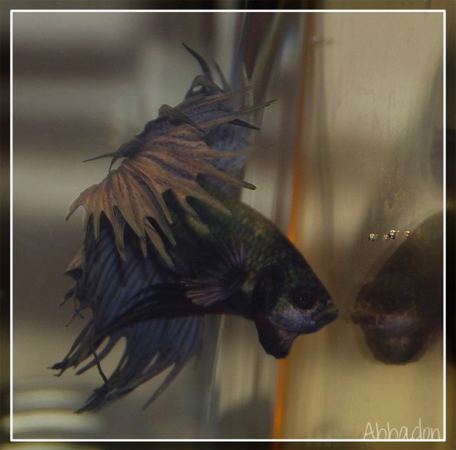 † Abbadon, le betta métalleux (Crowntail Copper) 20.488