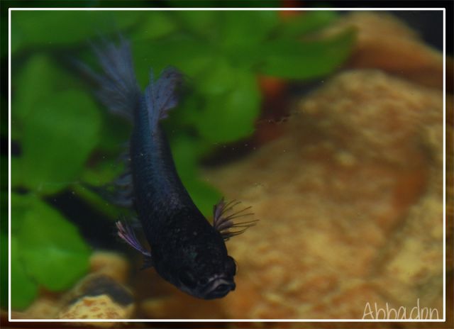 † Abbadon, le betta métalleux (Crowntail Copper) 20.491