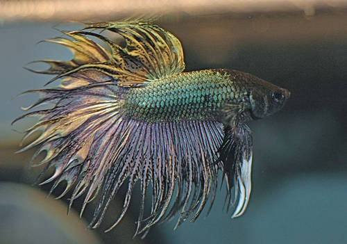 † Abbadon, le betta métalleux (Crowntail Copper) 20.557