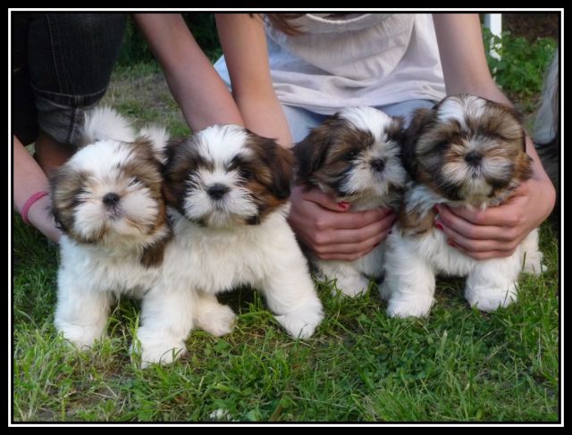 CHIOTS - Chiots Shih Tzu LOF De DaïKyoRi Saÿ - Page 6 10.412