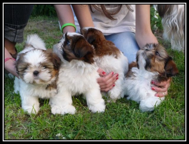 CHIOTS - Chiots Shih Tzu LOF De DaïKyoRi Saÿ - Page 6 10.419