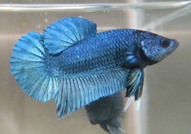 Mon Steel : Betta plakat bleu acier  01.299