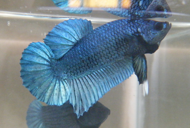 Mon Steel : Betta plakat bleu acier  01.305